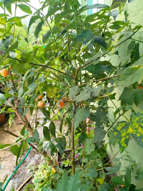 IMG20230628120458 - Iunie 2023 vol 2