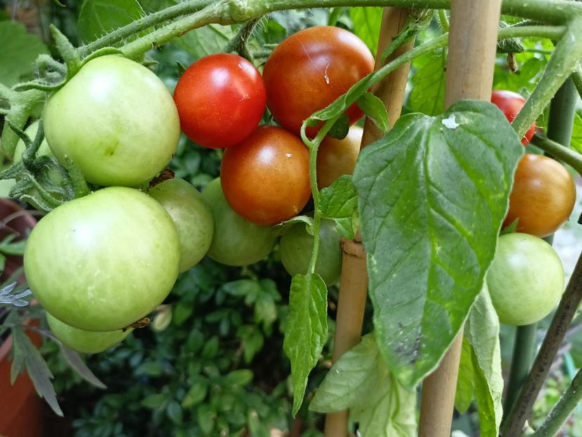 Cherry Cascade - Grădina 2023 continuare 4