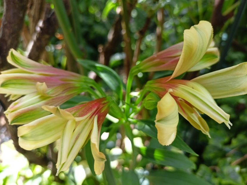 Alstroemeria Summer Samba - Grădina 2023 continuare 4