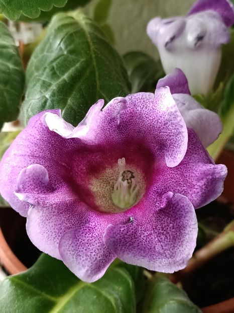 Img.2023.06.27 - Gloxinia x din 2023 Lidl