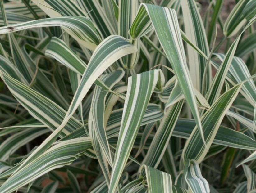 Phalaris arundinacea - B Plante ierboase perene suculente ierburi decorative ferigi de vanzare