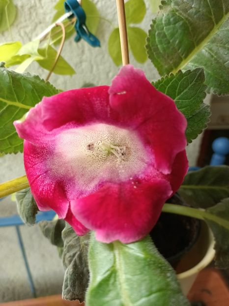 Img.2023.06.28 - Gloxinia x din 2023 Lidl