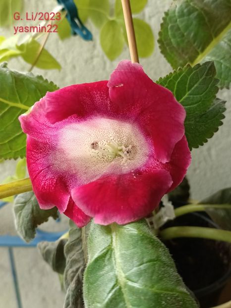  - Gloxinia x din 2023 Lidl