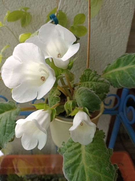 Img.2023.06.28 - Gloxinia x din 2023 Lidl