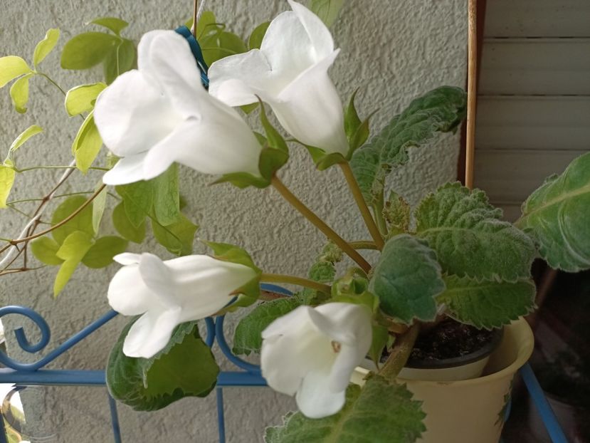 Img.2023.06.28 - Gloxinia x din 2023 Lidl