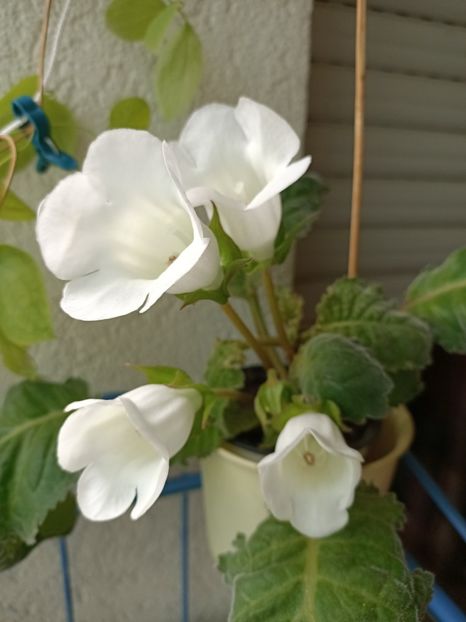Img.2023.06.28 - Gloxinia x din 2023 Lidl