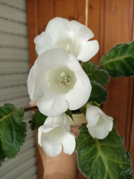 Img.2023.06.28 - Gloxinia x din 2023 Lidl