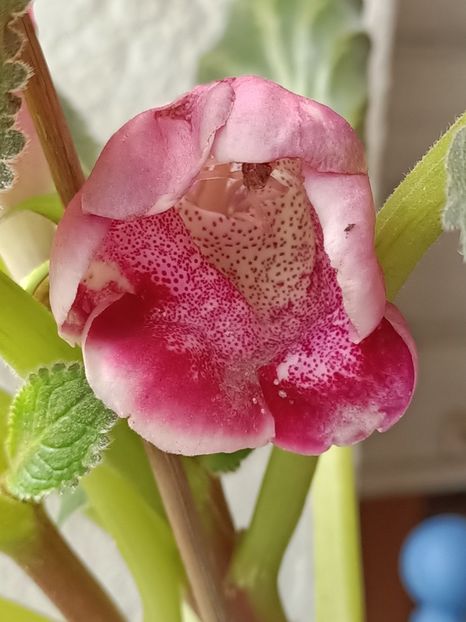 Img.2023.06.28 - Gloxinia x din 2023 Lidl
