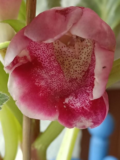 Img.2023.06.28 - Gloxinia x din 2023 Lidl