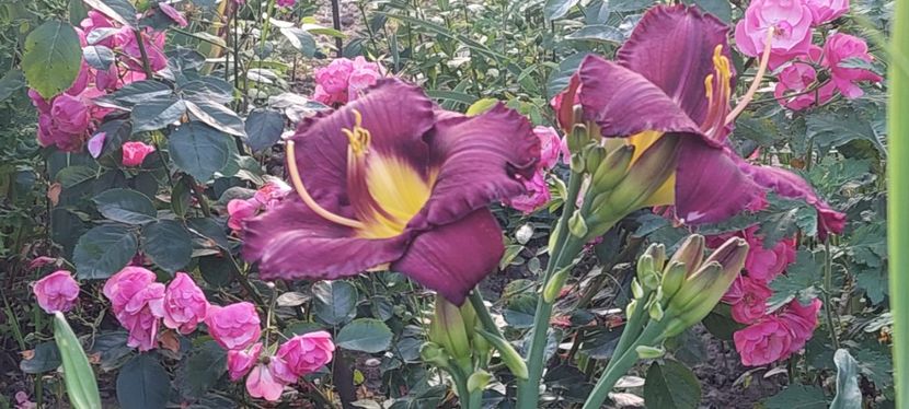 Nr 4 - Hemerocallis Crin de o zi