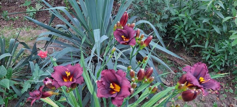 nr 1 - Hemerocallis Crin de o zi
