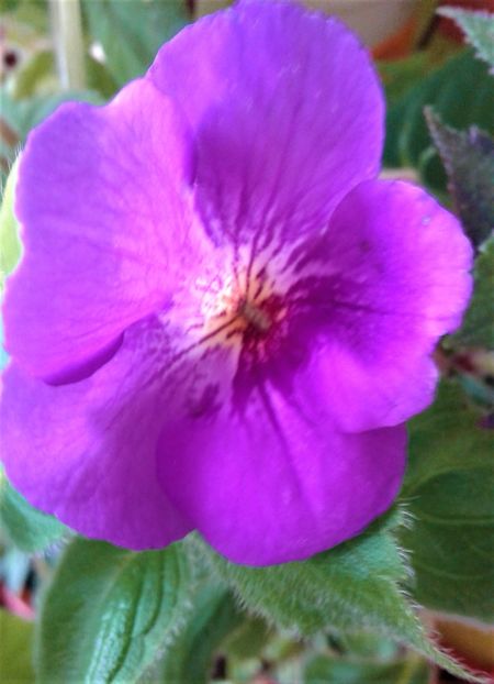  - 000014 ACHIMENES