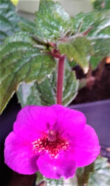  - 000014 ACHIMENES