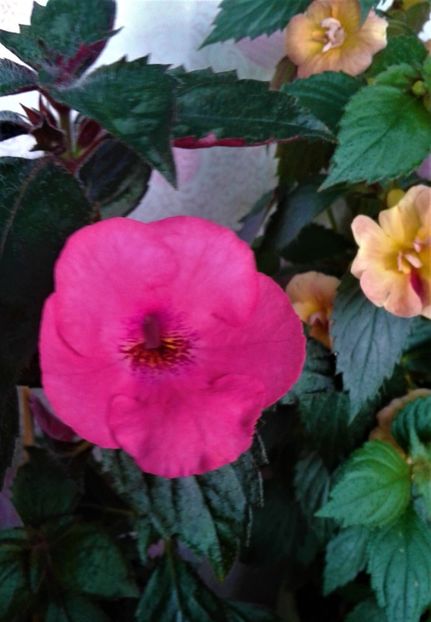  - 000014 ACHIMENES