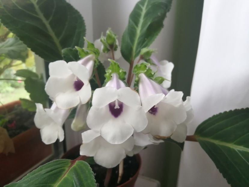  - Siningia Pedra Lisa