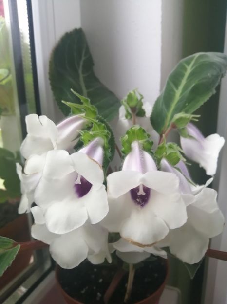  - Siningia Pedra Lisa