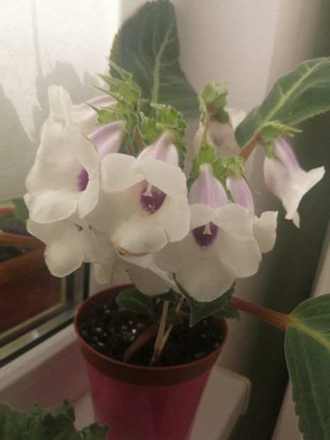  - Siningia Pedra Lisa