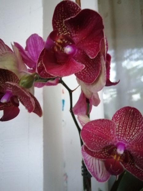  - ORHIDEE