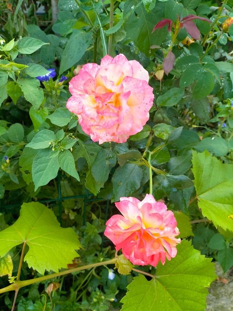 IMG20230628185645 - Iunie 2023 vol 2