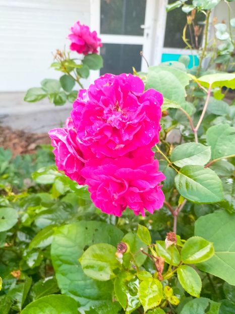 IMG20230628185707 - Iunie 2023 vol 2