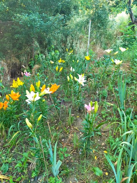 IMG20230628185248 - Iunie 2023 vol 2