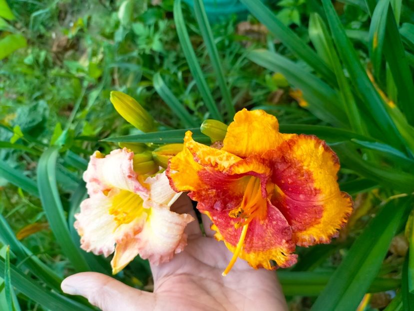 IMG20230628184013 - Iunie 2023 vol 2