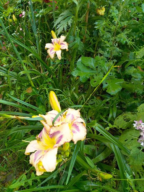 IMG20230628183924 - Iunie 2023 vol 2