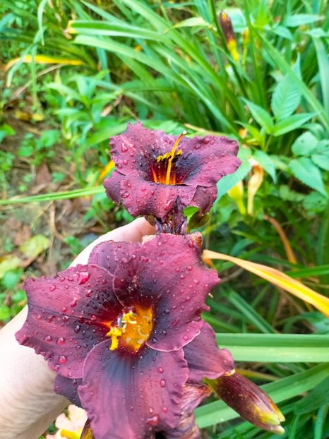 IMG20230628184058 - Iunie 2023 vol 2