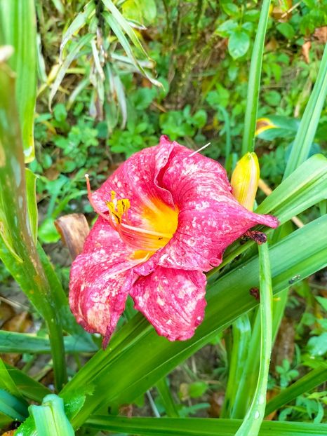 IMG20230628184113 - Iunie 2023 vol 2