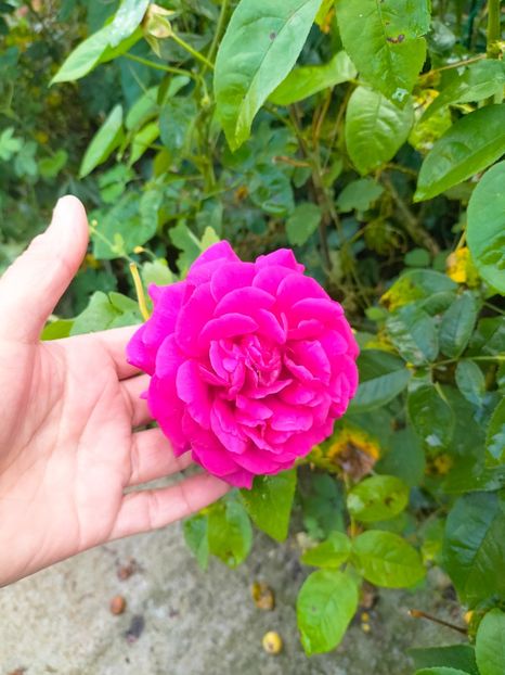 IMG20230628185701 - Iunie 2023 vol 2