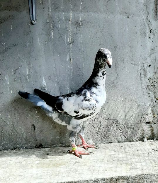  - Pui 2023