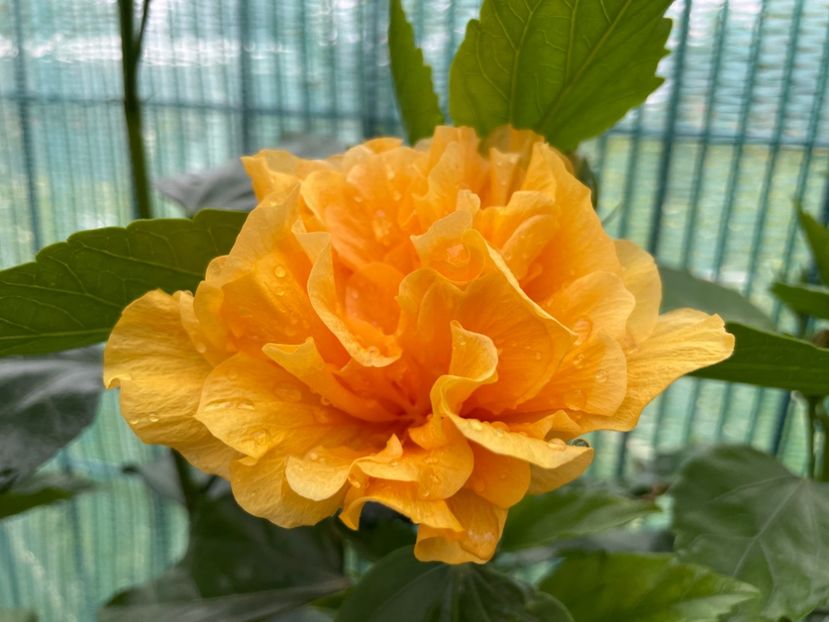 DBD55998-6B86-47E8-8D9B-179105DA85C2 - 001 - Hibiscusi