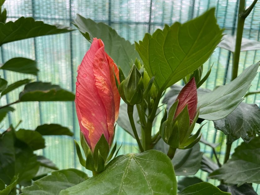 4D6930B2-A6C3-46C1-9DD9-820662AF9AC4 - 001 - Hibiscusi