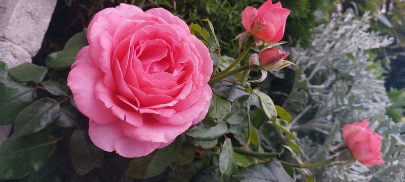 Special aniversary - Trandafiri 2023