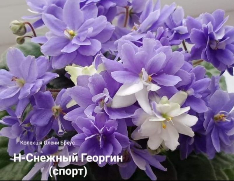 Poza net- sport - N-Snezhniy Georgin