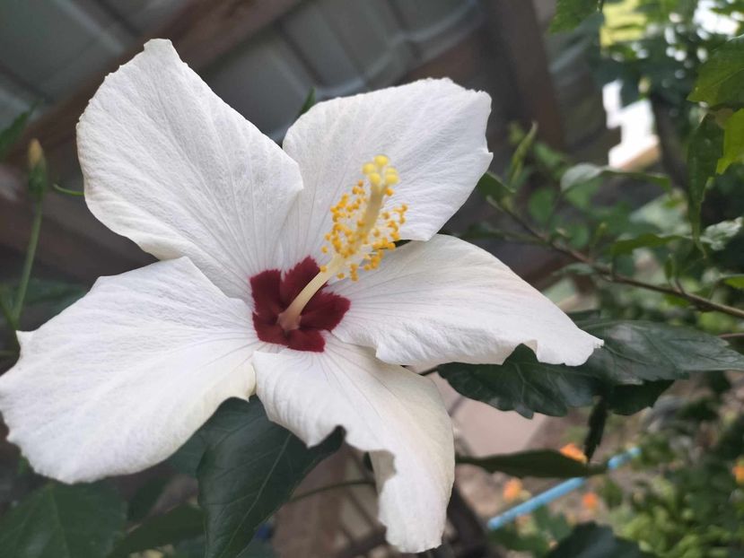  - hibiscusi