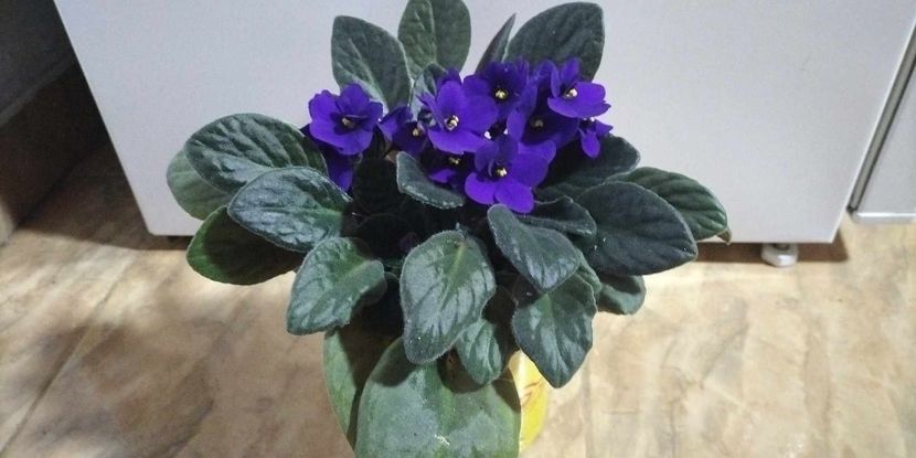  - Violete africane si gloxinia