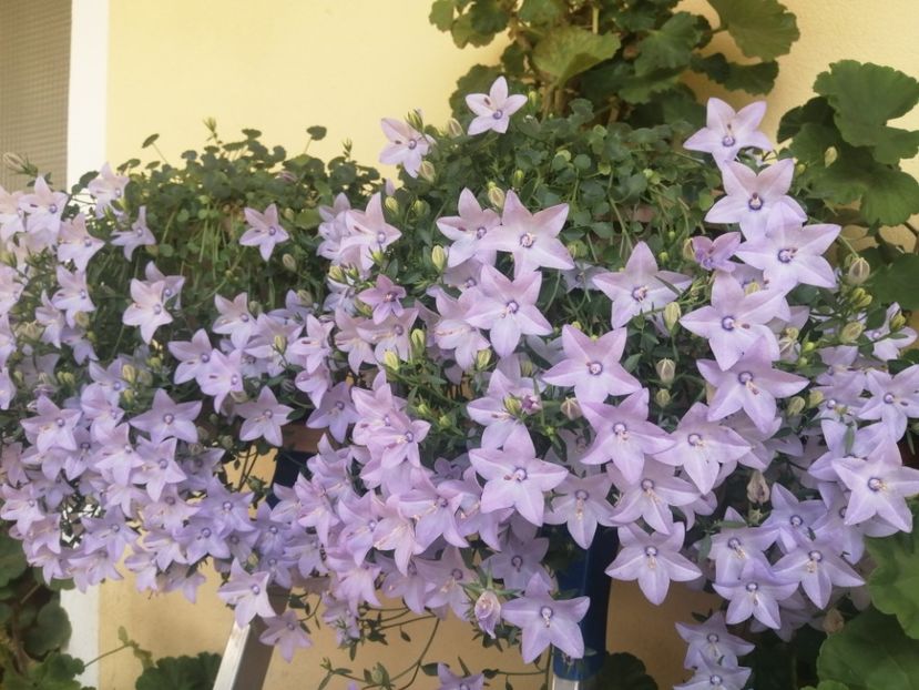  - Campanula