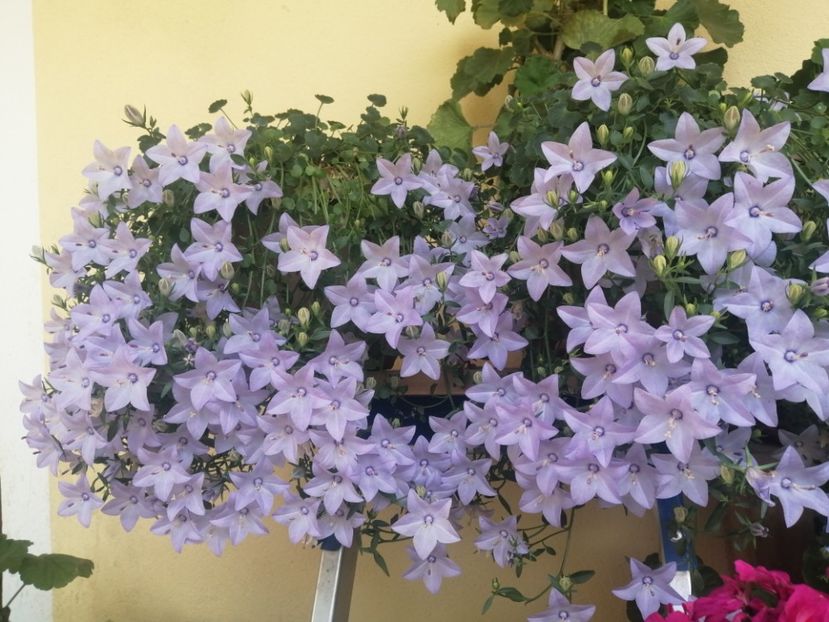  - Campanula