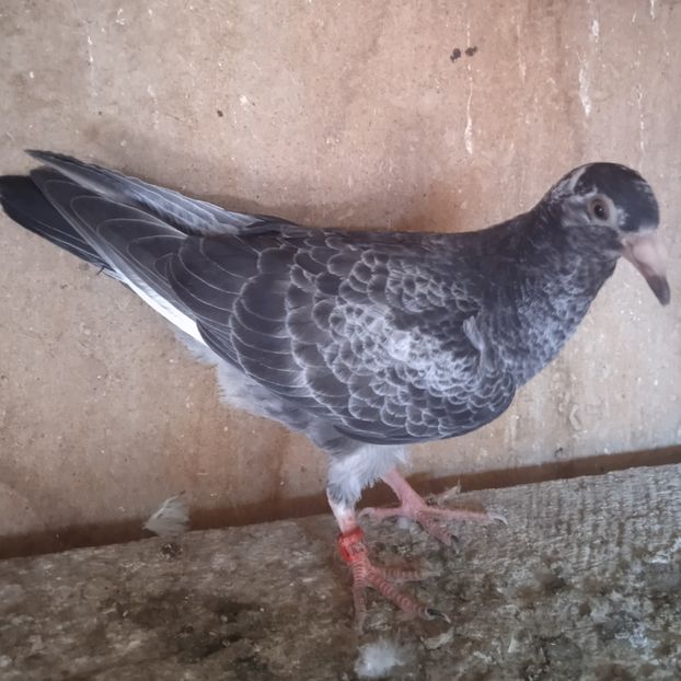 Pui 22-201 ESP.... - Porumbei vanduti