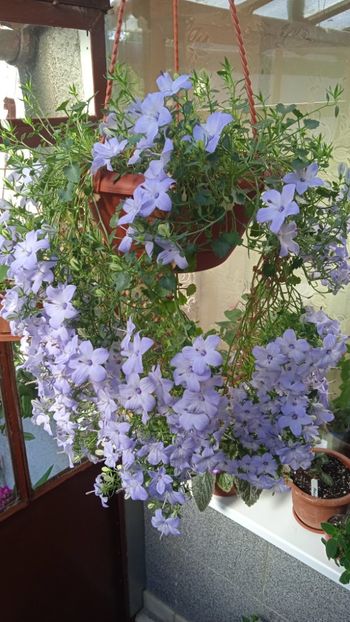  - Campanula ishopyla