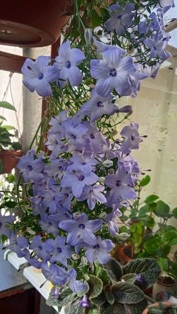  - Campanula ishopyla