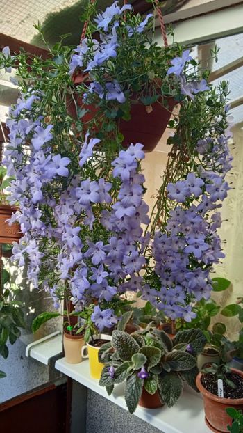  - Campanula ishopyla