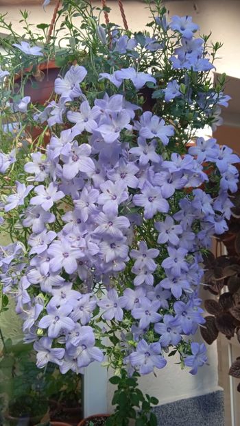  - Campanula ishopyla