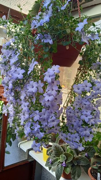  - Campanula ishopyla