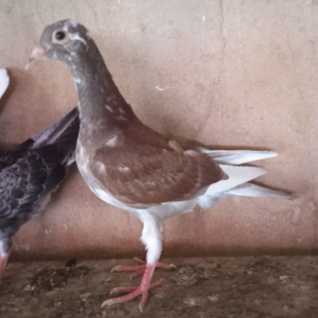 Pui 23-926.... - Porumbei vanduti