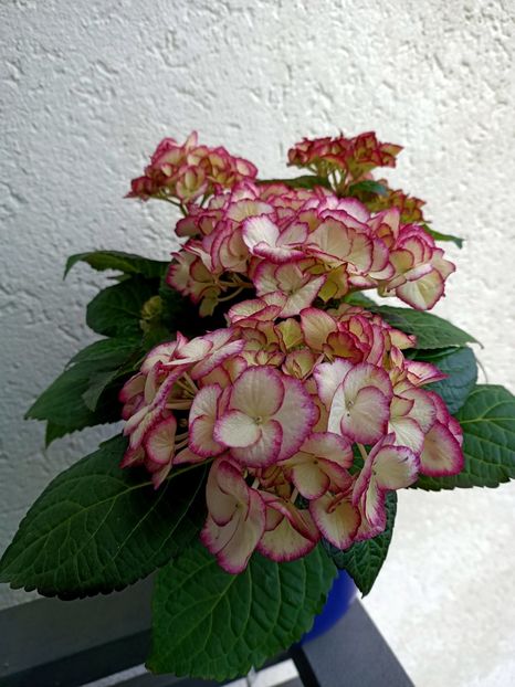 Img.2023.05.01 - X-Hortensia