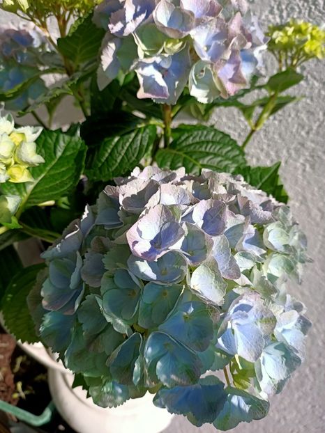 Img.2023.05.04 - X-Hortensia