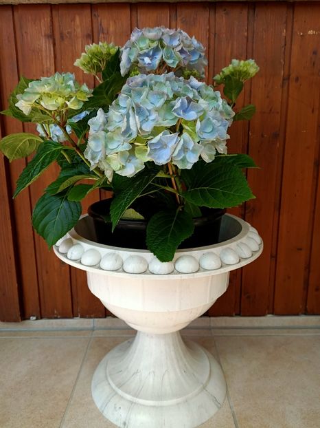 Img.2023.05.04 - X-Hortensia
