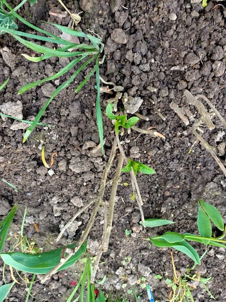 Img.2023.04.05 - X-Hortensia